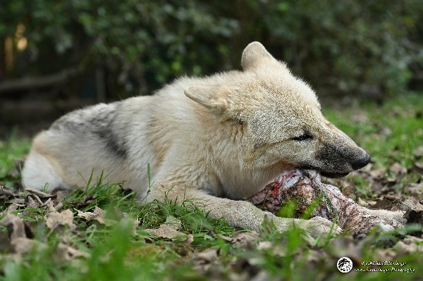 Polarwölfe Arctic wolves Anyu Nova Yuki